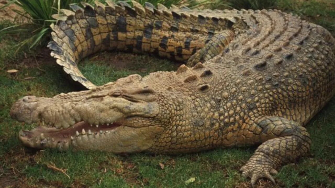 Крокодил обитающий в индии 6 букв. Крокодил. животные жарких стран крокодил. nile crocodile.