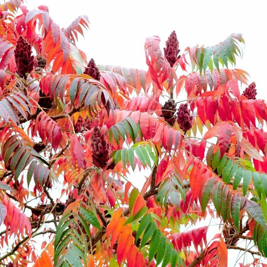 Сумах оленерогий Rhus typhina. Сумах пушистый оленерогий уксусное дерево. Сумах оленерогий уксусное. Сумах уксусное дерево.