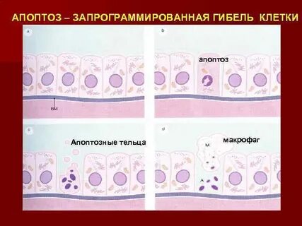 Запрограммированная гибель клетки