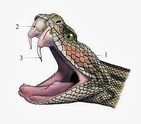 Сколько было голов змея. Гадюка строение челюсти. Строение ротовой полости змеи. Строение Клыков ядовитых змей. Челюсть гадюки обыкновенной.