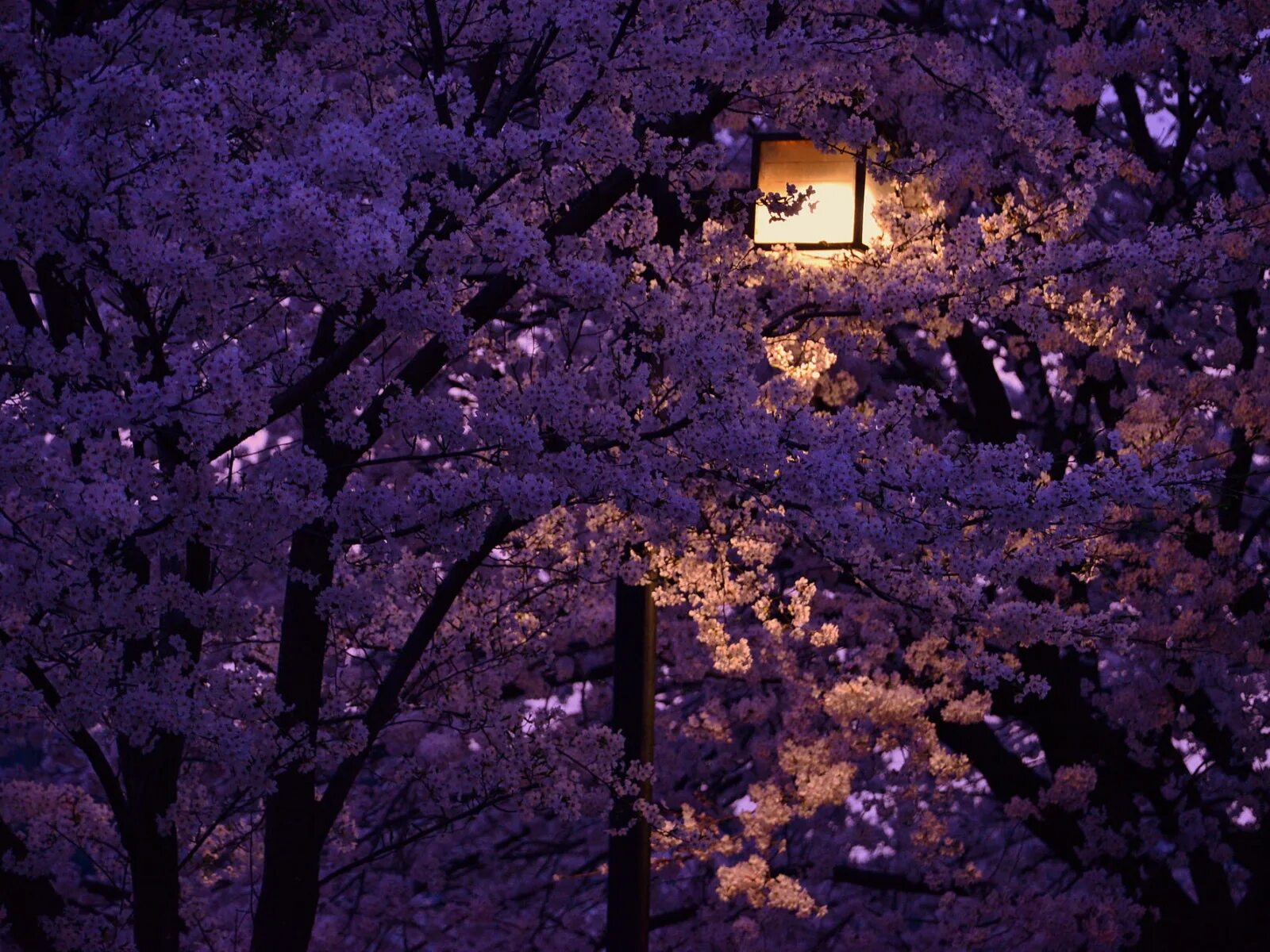 Japanese blossom. Черри блоссом ночь. Японский фонарик Ханами Сакура. Сакура Япония ночью. Япония Эстетика Сакура.