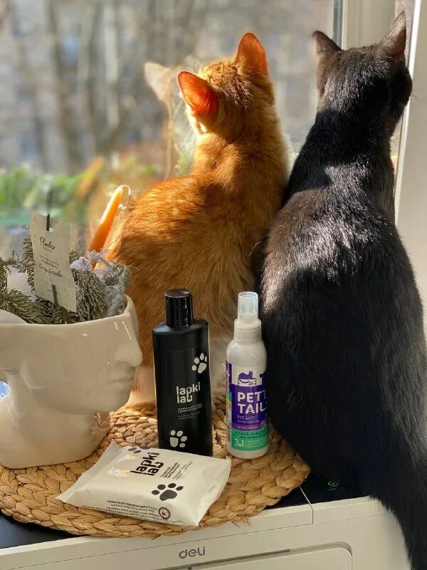 друзья кота коржика