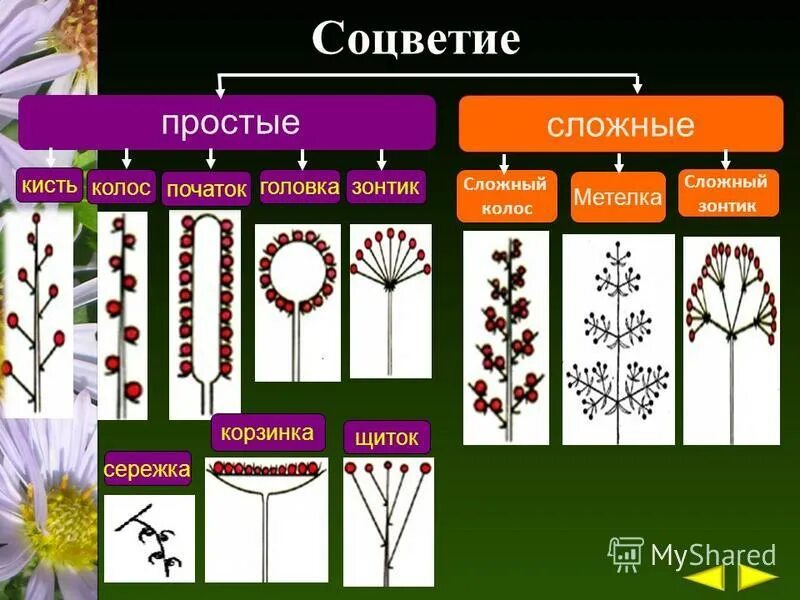 Сложный початок. Соцветия сложный зонтик кисть головка. Соцветие. Простые и сложные соцветия. Растения с разными соцветиями.