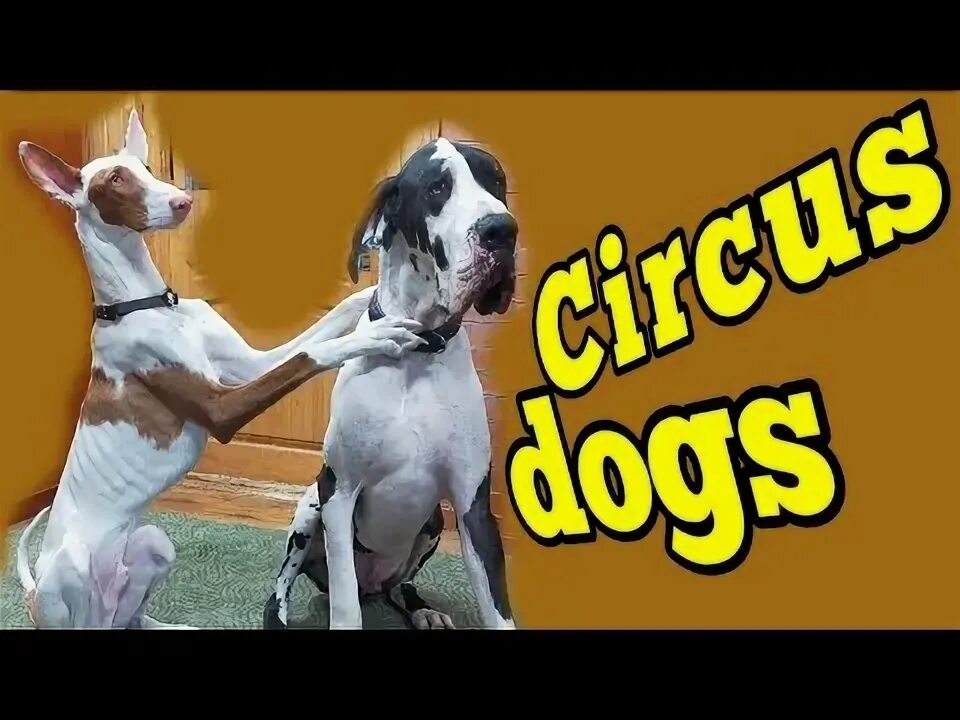 There a funny dog at the circus. There a funny dog at the circus