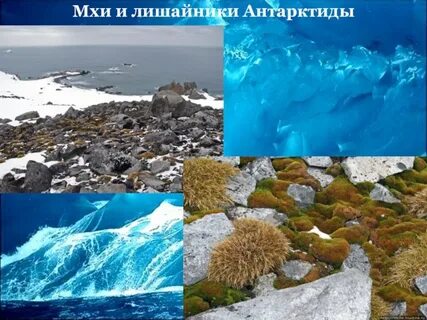 Тип питания лишайников антарктиды