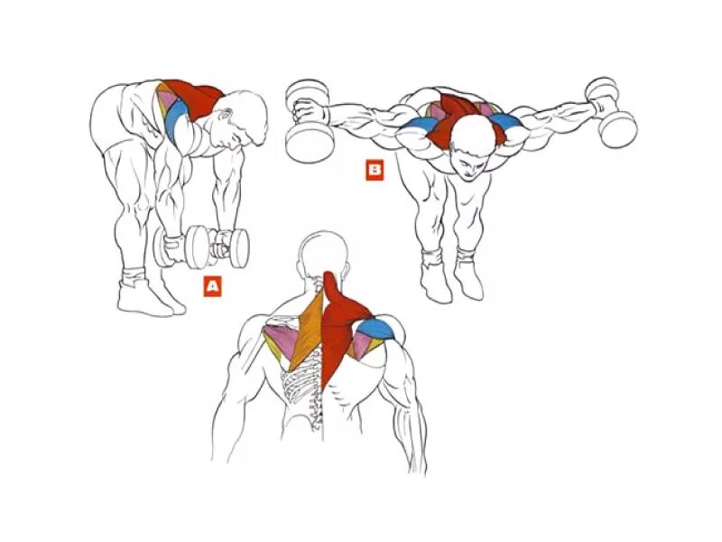 Гантели дельтовидные мышцы. Упражнения для накачки широчайших мышц спины. Разведение гантелей на заднюю дельту. Задняя Дельта в наклоне с гантелями. Задняя дельтовидная мышца упражнения.
