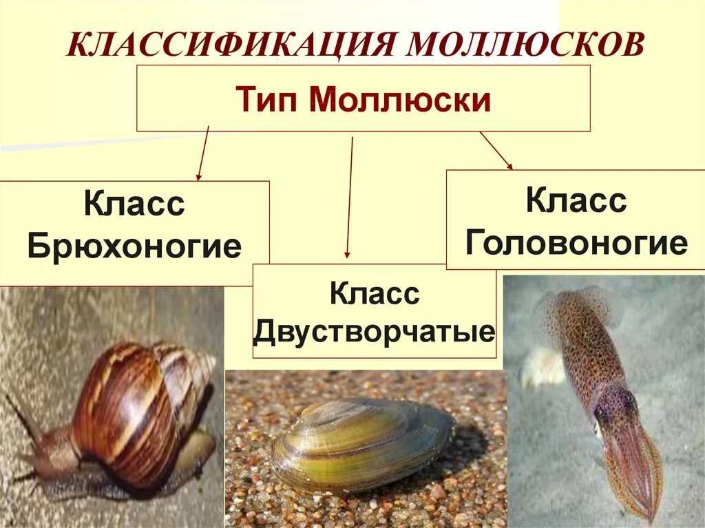 Брюхоногие и двустворчатые. Класс брюхоногие двустворчатые головоногие моллюски. Моллюски систематика. Тип моллюски классификация.