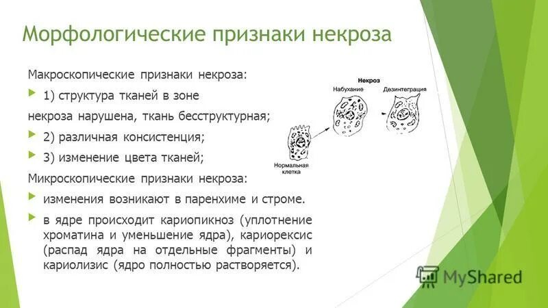 признаки некроза клеток. морфологические признаки некроза. макроскопические признаки некроза патанатомия. перечислите признаки некроза. морфологические особенности некроза.