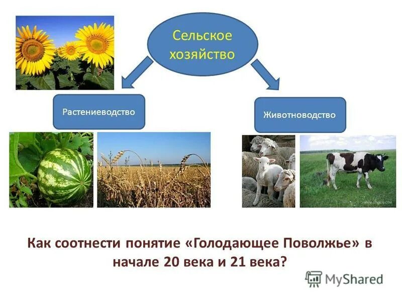 Тестирование в сельском хозяйстве. Что дает животноводство людям. Тест по теме апк. Растениеводство и животноводство контрольная работа. Агропромышленный комплекс тест.