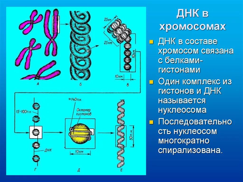 ДНК ген геном хромосома. Строение хромосомы. Молекулы ДНК В хромосоме. Спирализованные хромосомы. Молекулы днк находится в хромосомах