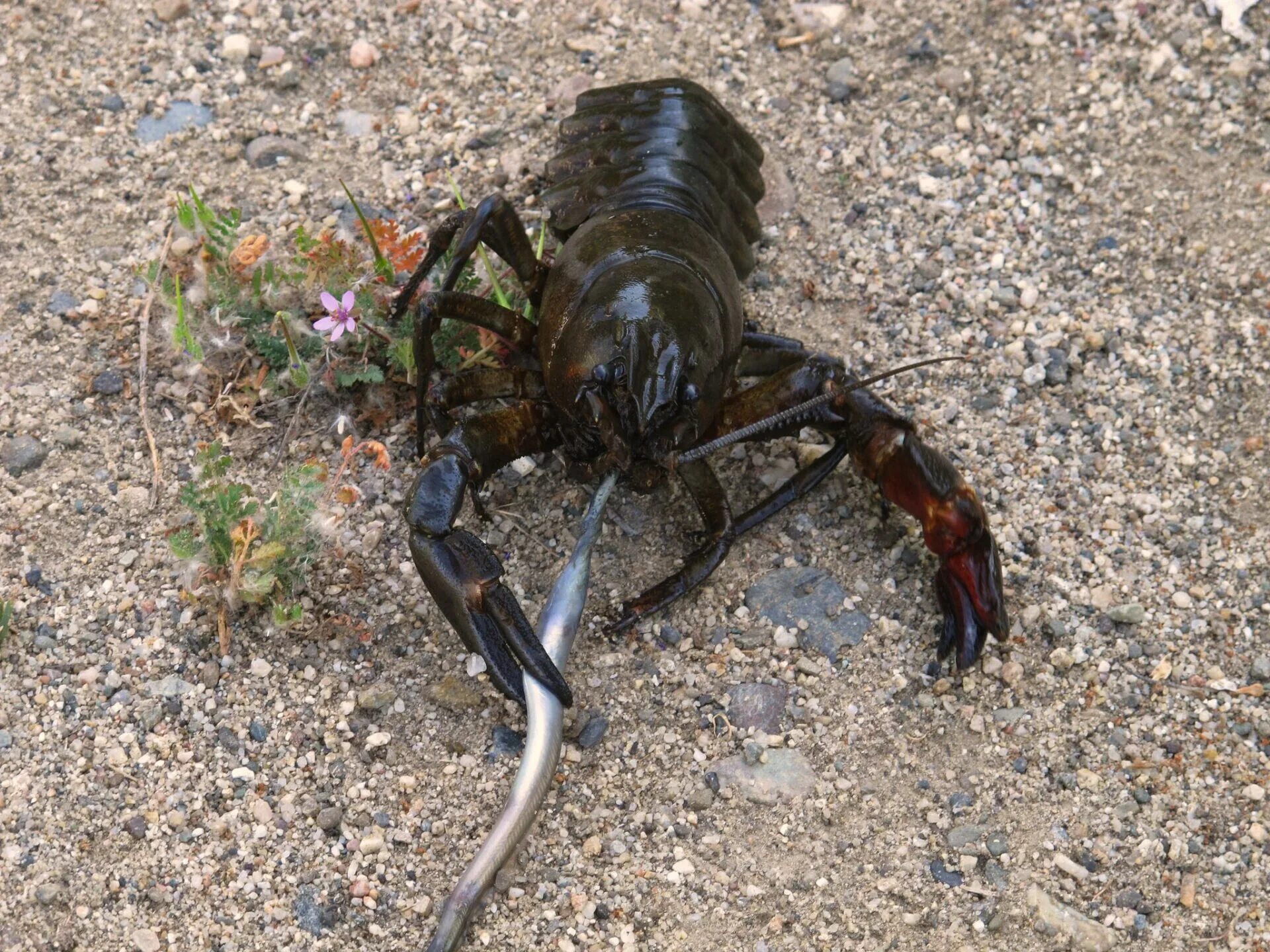 Tasmanian giant crayfish. Низерак. Речные рачки маленькие. Санитар водоема. Tasmanian giant crayfish.