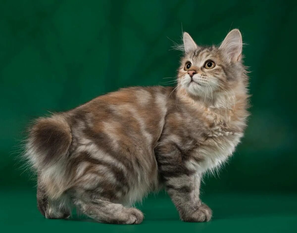 American bobtail. Бобтейл кошка. Курильский бобтейл кошка. Курильский Курильский бобтейл кошка. Американский бобтейл длинношёрстный.