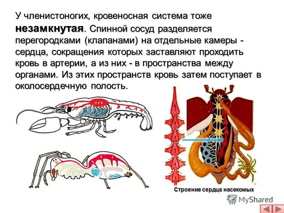 Кровеносная система насекомых выполняет функции