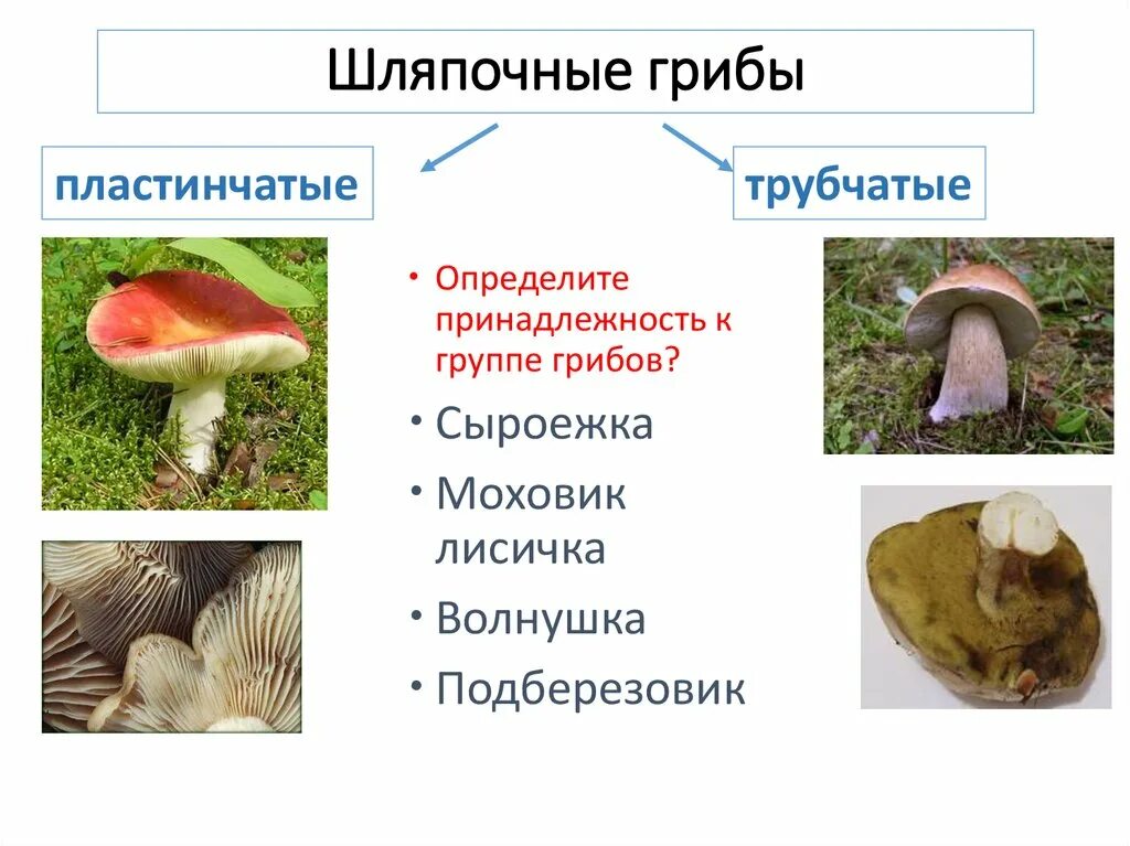 Белый гриб относится к трубчатым. Волнушка трубчатый или пластинчатый гриб. Трубчатые и пластинчатые грибы волнушка. Шляпочные грибы трубчатые и пластинчатые. Сыроежка трубчатый или пластинчатый.