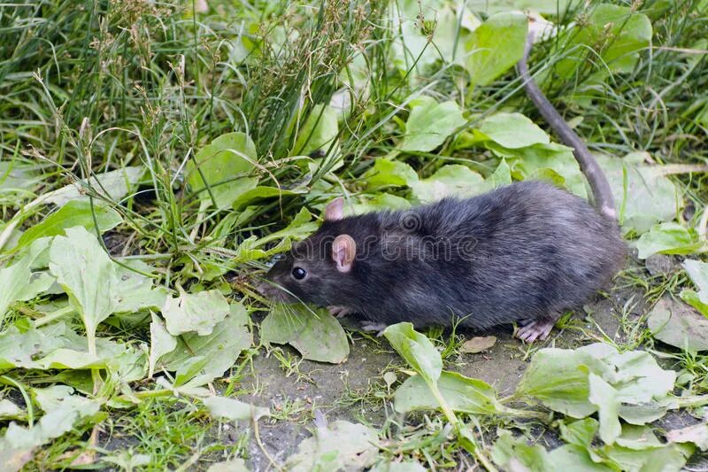 Rattus Rattus чёрная крыса. Черная Земляная крыса. Лесная крыса черная. Крыса черная Дикая. Вытеснение черной крысы серой крысой