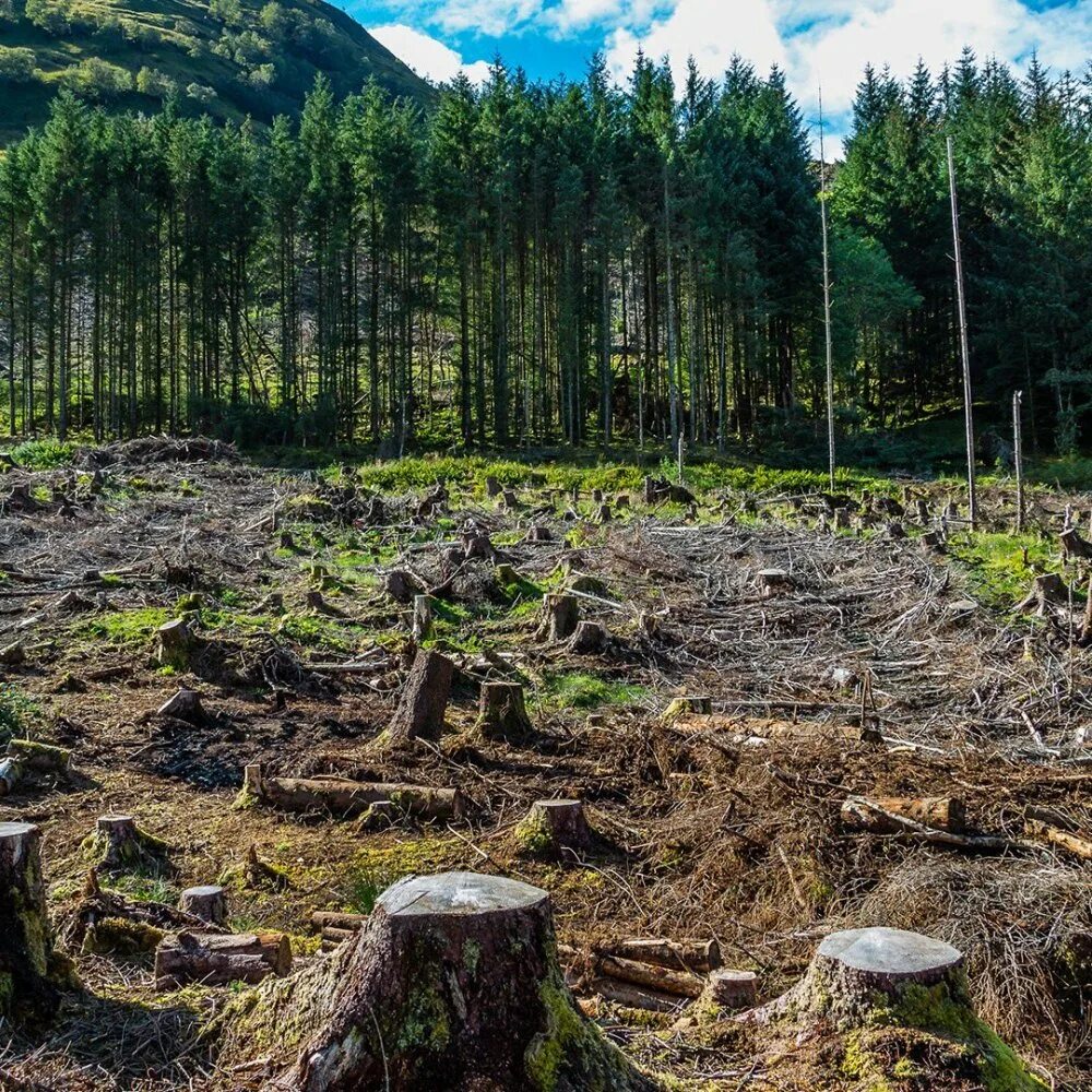 вырубка лесов причины. вырубка леса вопросы. уничтожение лесов. вырубка лесов причины. вырубка лесов доклад.