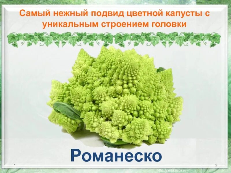 День капусты 17 февраля. Капуста романеско. Строение цветной капусты. Капуста романеско интересные факты. Сообщение о цветной капусте.