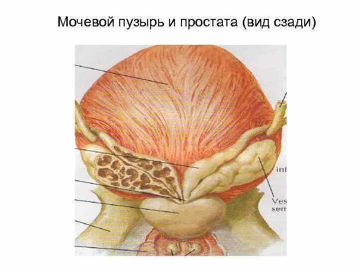 Артерии простаты. Предстательная артерия.