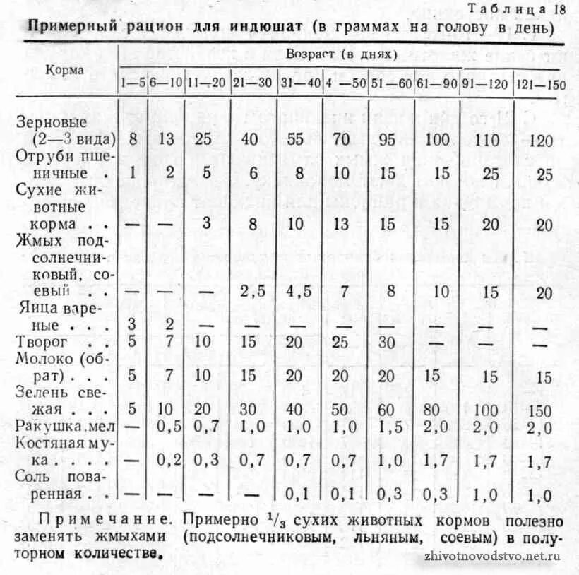 Можно ли кормить индюков. Рацион кормления индюшат с первого дня жизни. Таблица кормления бройлеров индюков. Суточный рацион питания индюков. Рацион питания для индюков с 1 месяца.