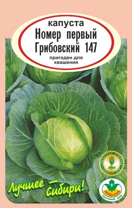 Капуста номер первый грибовский 147. Капуста белокочанная Грибовский. Капуста Грибовский 147. Капуста ранняя Грибовская. Капуста Грибовский номер 1.