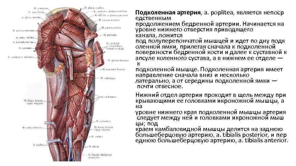 Бедренная перевязка. Проекция перевязки бедренной артерии. Скелетотопия подколенной артерии. Перевязка бедренной артерии. Уровень перевязки бедренной артерии.