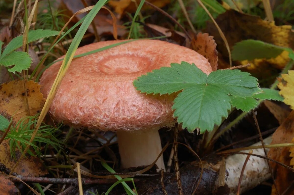 грибы белоруссии. зелеоок грибы по белорусскому. гриб темный двор. грибы беларусь фото. съедобные грибы рб.