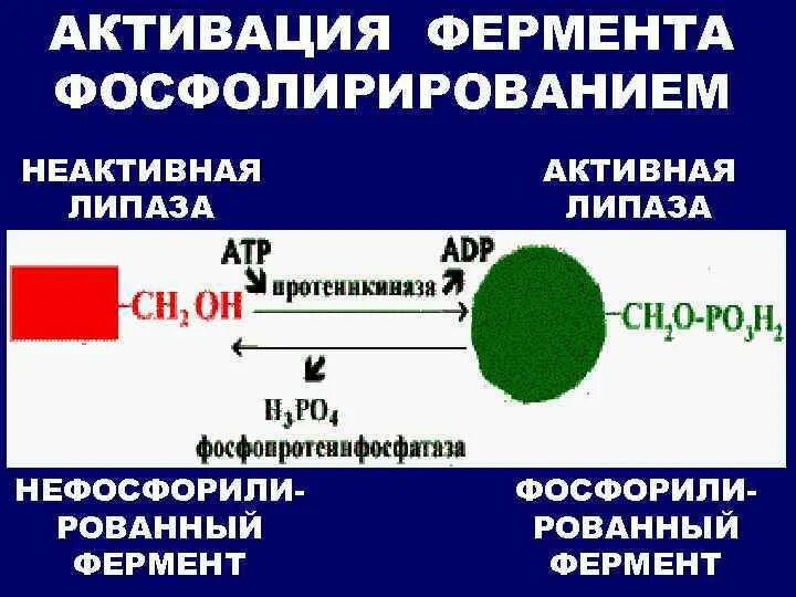 Липаза фермент. Ферментный препарат липаза. Активация липазы. Активатор липазы.