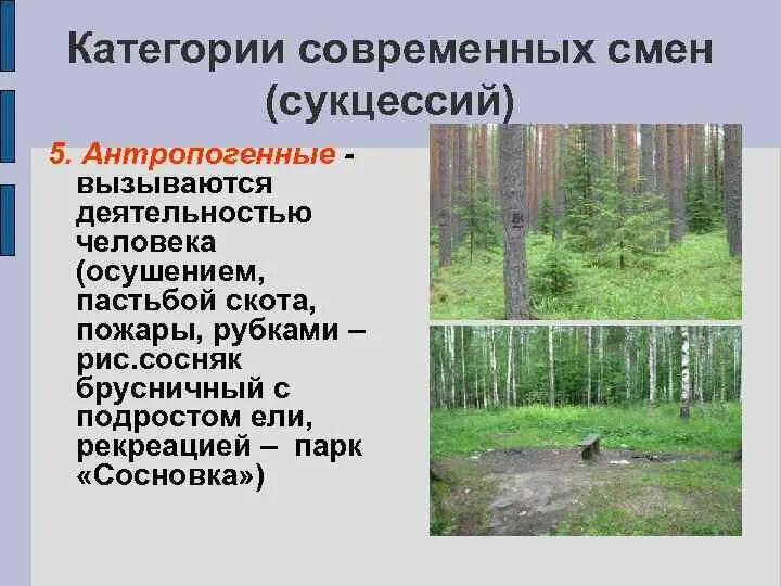 Антропогенные изменения в смешанном лесу. Антропогенная сукцессия. Смешанные леса антропогенные изменения. Смена пород в лесу.