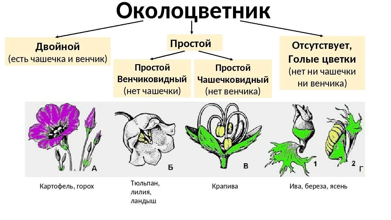 Околоцветник чашечка и венчик. Типы околоцветника цветка. Околоцветник покрытосеменных растений представлен. Околоцветник фиалки. Какой околоцветник изображен на рисунке