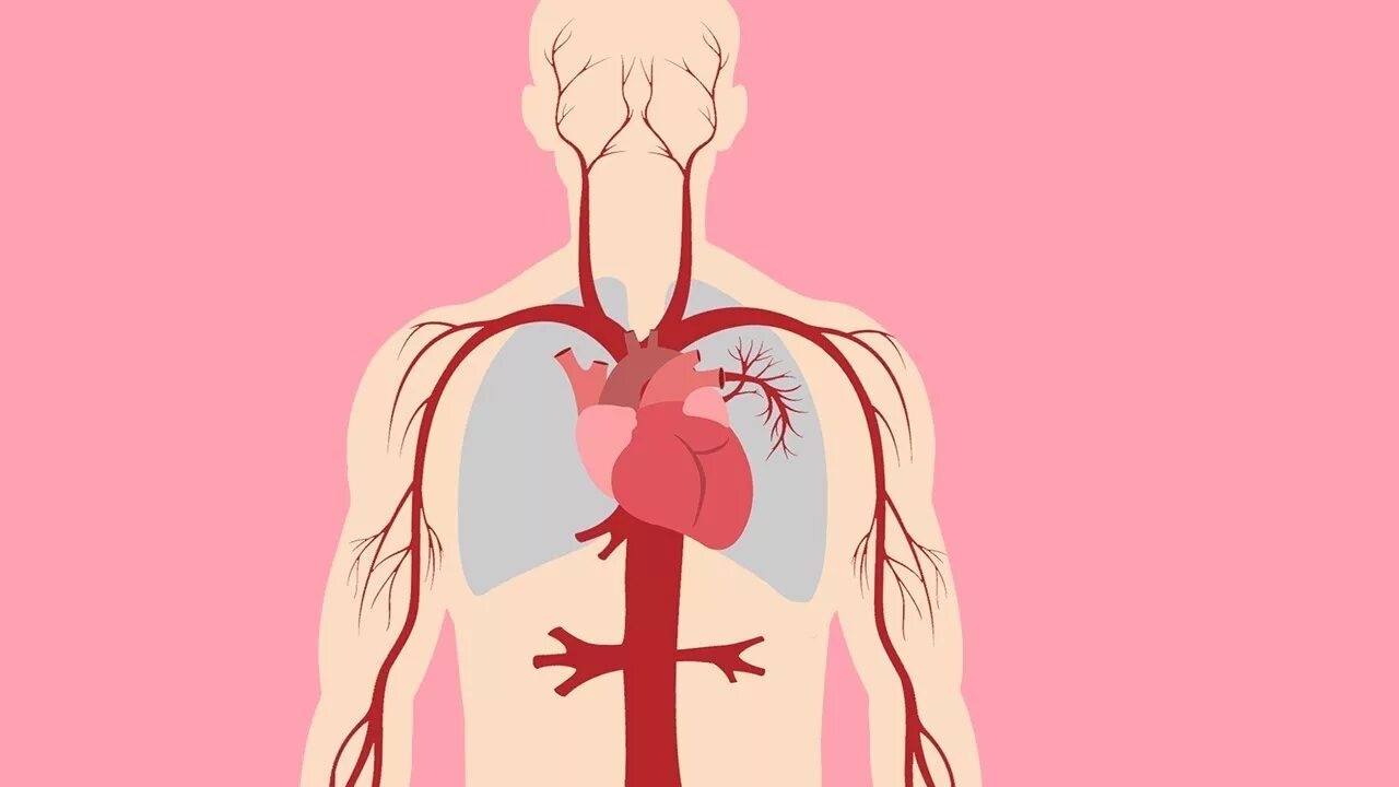 Cardiovascular system. Фон для презентации сердце человека. Фон для презентации сердце медицина. Сердце человека картинки для презентации.