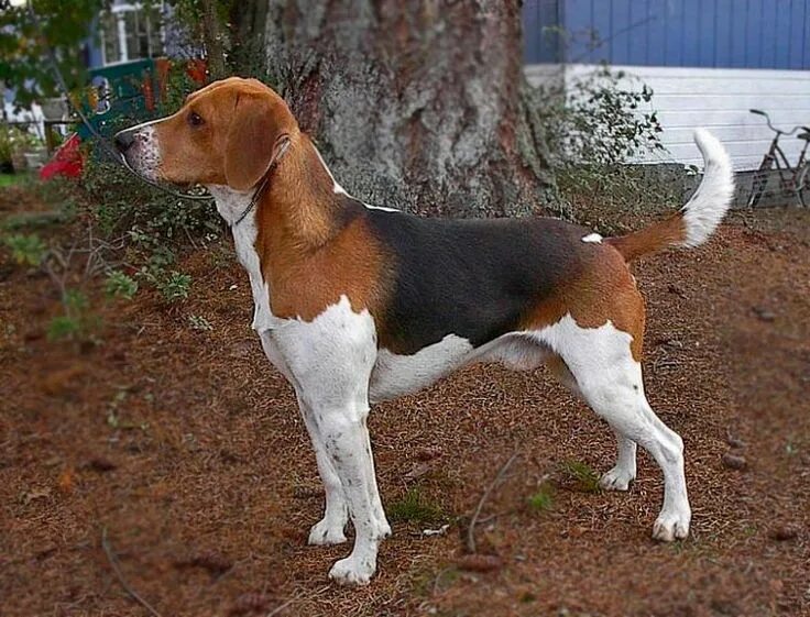 Бигль - Hunting dog