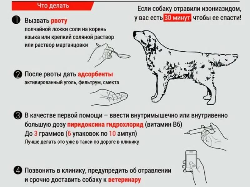 Можно ли мочить собаку