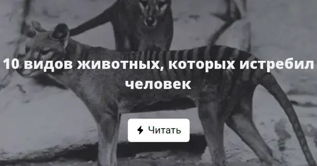 Животные истребленные человеком. Истребленные человеком виды. Человек истребил. Человек истребил. Животные которых истребил человек.
