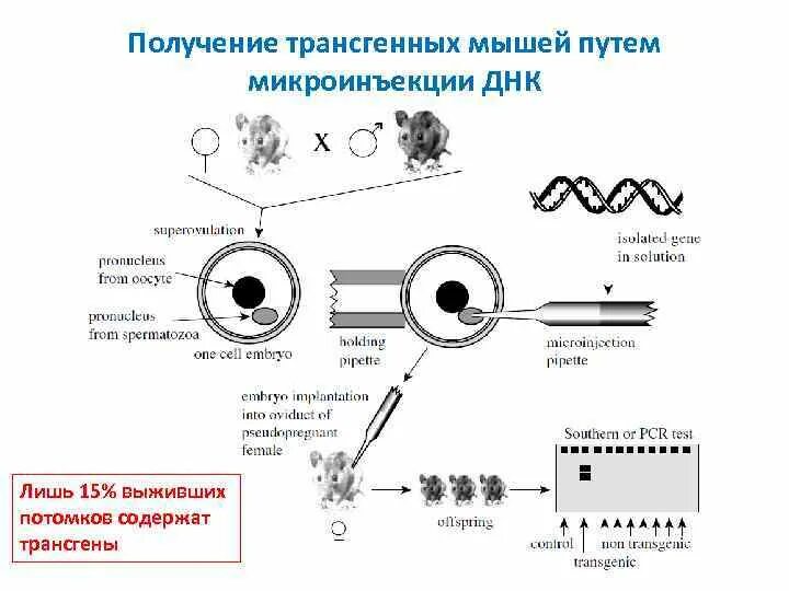 Метод получения трансгенных животных. Метод микроинъекции в получении трансгенных животных. Микроинъекции ДНК В клетки растений. Получение трансгенных мышей.