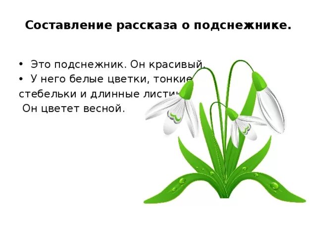 Загадка про подснежник для детей. Строение подснежника. Строение подснежника для детей. Легенда о подснежнике для детей. Рассказ о подснежнике.