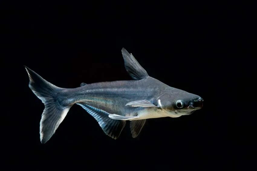 Акулий сом пангасиус. Акулий сом пангасиус. Акулий пангасиус аквариумная рыбка. Акулий сом (аквариумный) пангасиус. Акулий сомик пангасиус.