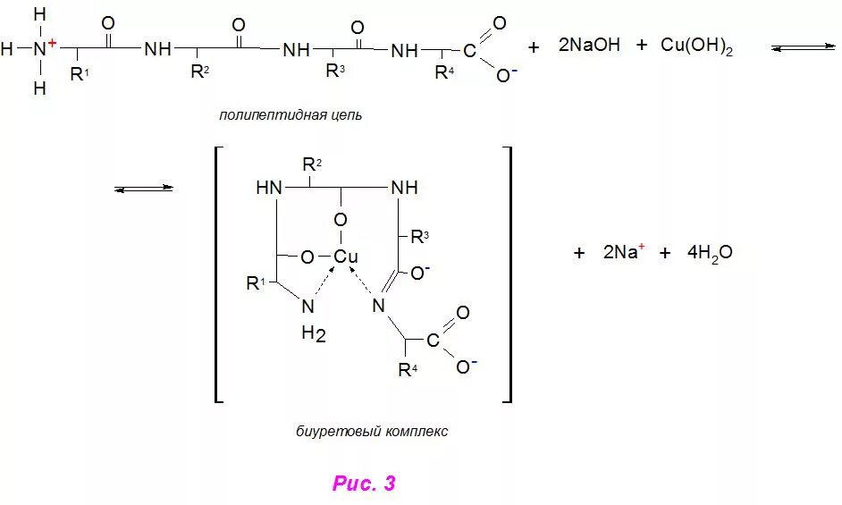 Биуретовая реакция химизм реакции. Биуретовая реакция на пептидную связь. Яичный альбумин биуретовая реакция. Уравнение биуретовой реакции белка. Полипептиды с азотной кислотой дают фиолетовое окрашивание