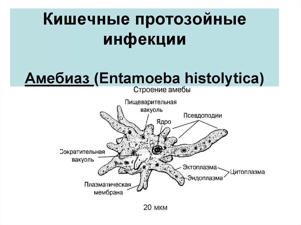 Протозойные инфекции человека список. Протозойные инфекции. Протозойные инфекции человека список. Протозойные инфекции. К возбудителям протозойных инфекций относятся.
