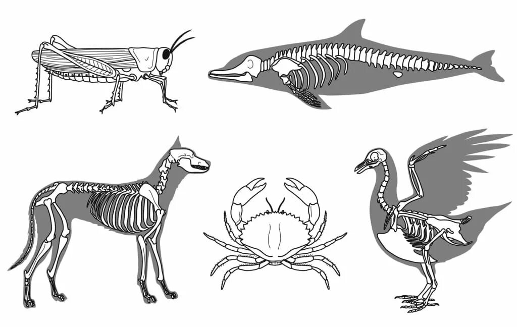 Эндоскелет позвоночных. Эндоскелет хордовых. Эволюция скелета позвоночных. Эволюция скелета хордовых.