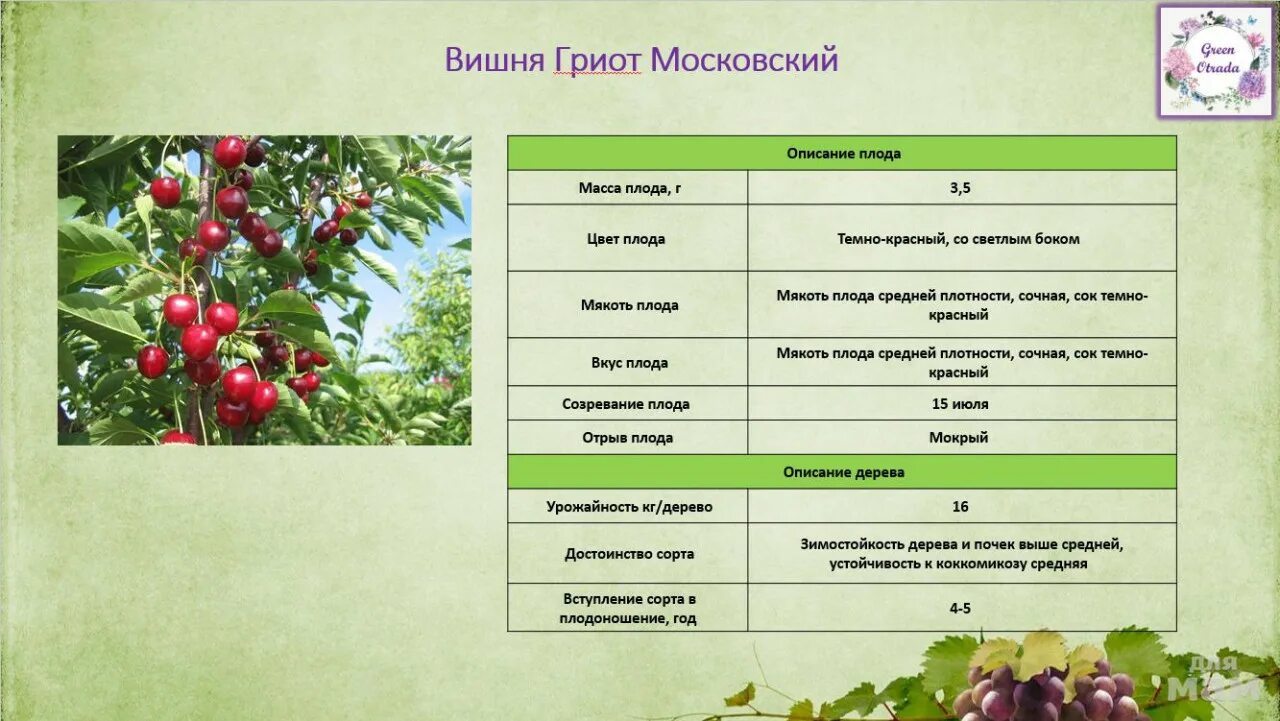 Вишня Гриот Белорусский в СПб: цена от 1500 руб., фото, описание В наличии