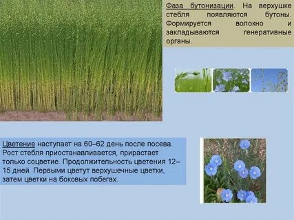 Стадии развития льна