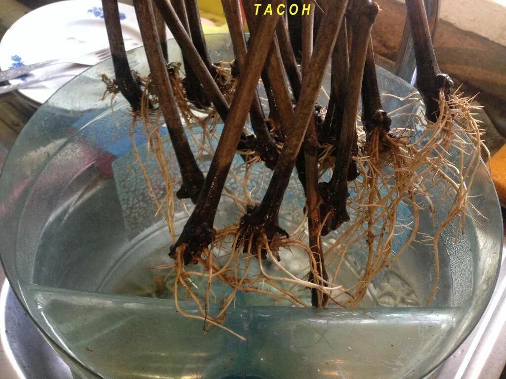 Виноград проращивание в воде. Чубуки винограда укоренение. Защипывание черенков винограда. Черенки винограда в банке с водой. Укоренение черенков винограда.