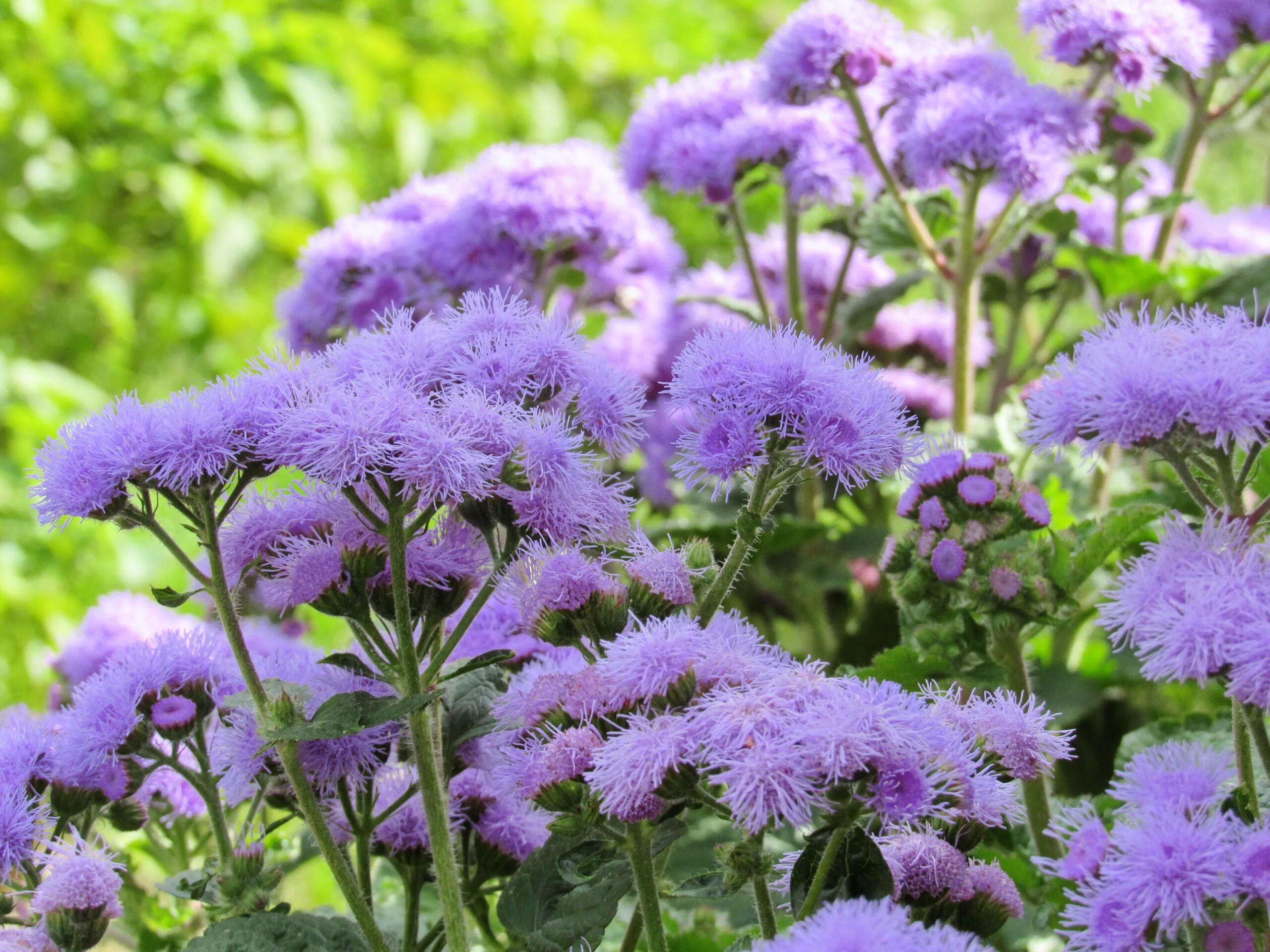 Агератум Хоустона (Ageratum houstonianum). Агератум Блу Болл. Агератум пурпурный. Агератум Хоустона цветение.