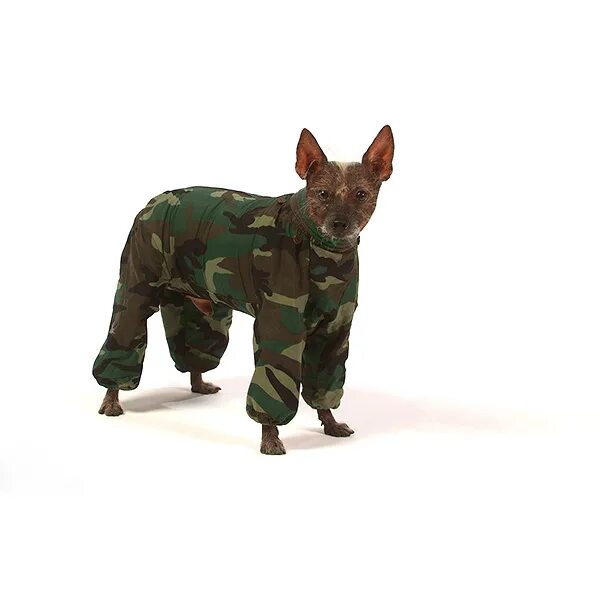 тузик одежда для собак сука французский бульдог. дождевик для собак камуфляж. собака цвета хаки. собака в камуфляже. камуфляж для собак.