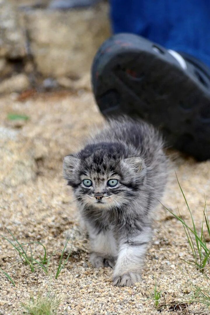 лесная кошка Котята, Самые милые животные, Камышовый кот