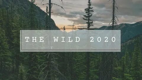 Wild year