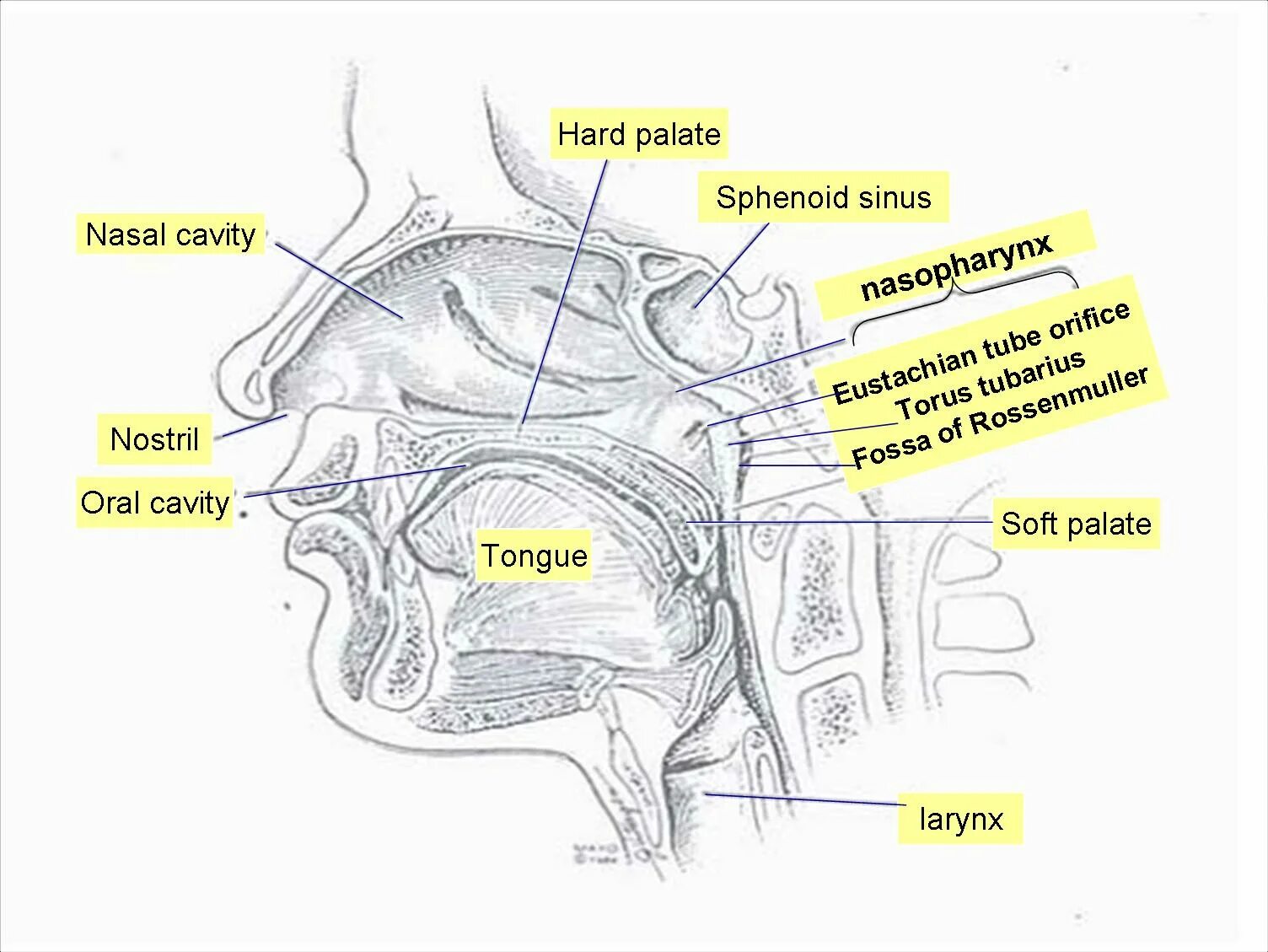 Ostium pharyngeum tubae auditivae. Torus tubarius tonsilla Tubaria.