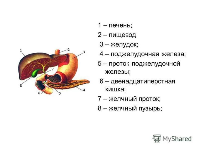 Печень поджелудка. 12 Перстная кишка печень поджелудочная железа. Печень поджелудочная железа желчный пузырь анатомия человека. Строение желудка печени и поджелудочной железы. Анатомия желудок печень поджелудочная железа.