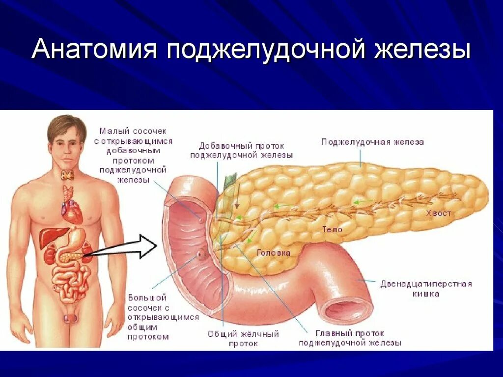 Нужна ли поджелудочная. Поджелудочная железа анатомия топография. Строение органов поджелудочная. Анатомия поджелудочной железы человека в картинках. Строение человека внутренние органы поджелудочная.