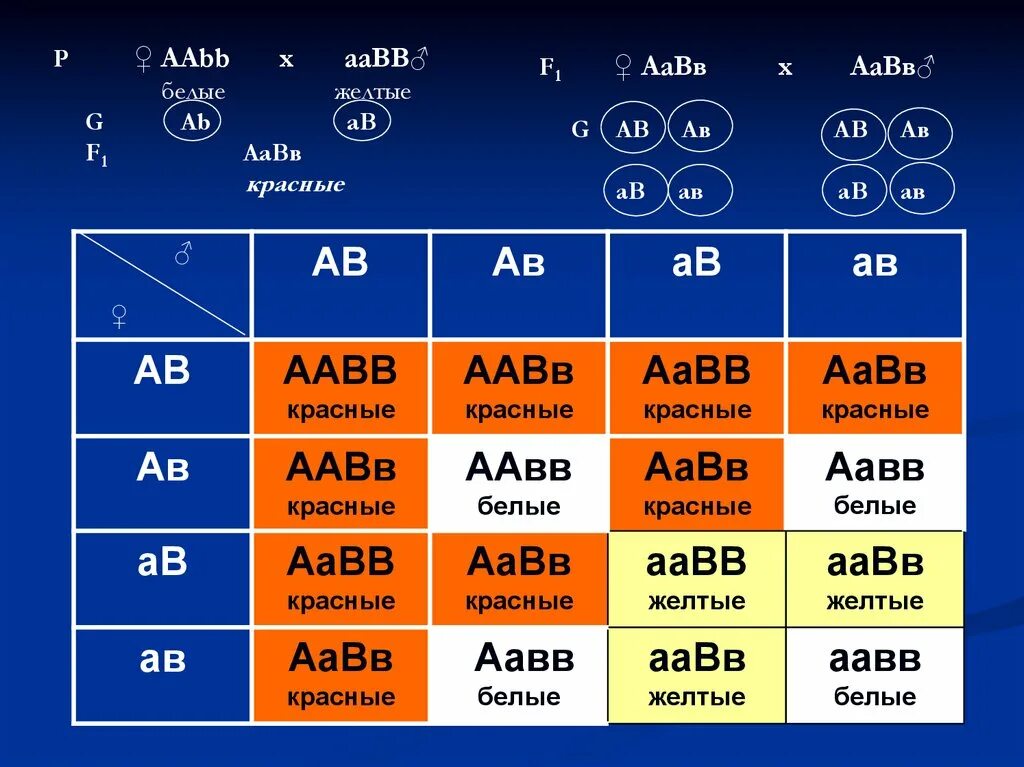 Генетика ЕГЭ AABB AABB. Генетика ААВВ И ААВВ. Аабб аабб. AABB AABB скрещивание генотип. Какие гаметы образует генотип aabb